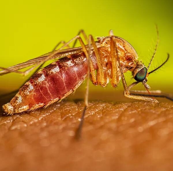 Secretaria de Saúde confirma 7 casos de Oropouche em Cataguases