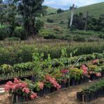 Dona Euzébia se consolida como referência em produção de mudas