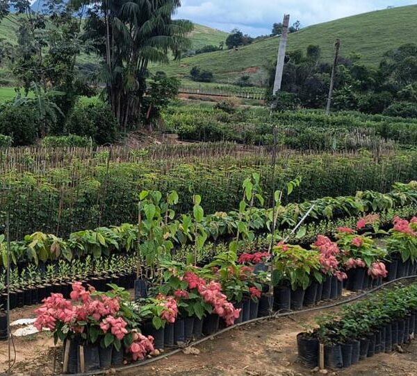 Dona Euzébia se consolida como referência em produção de mudas