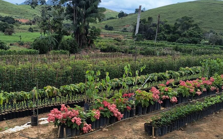 Dona Euzébia se consolida como referência em produção de mudas