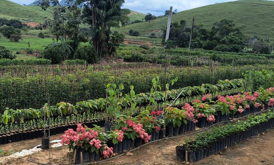 Dona Euzébia se consolida como referência em produção de mudas