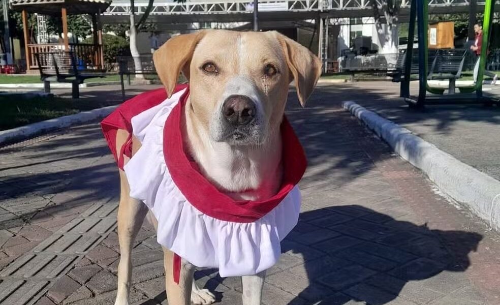 Cachorro que participa de missas é homenageado como mascote de paróquia em Piraúba