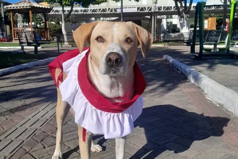 Cachorro que participa de missas é homenageado como mascote de paróquia em Piraúba
