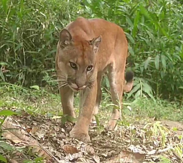 Onça-parda é flagrada por câmera instalada por morador em mata na zona rural de Além Paraíba