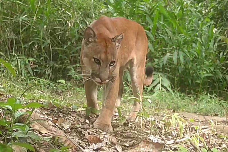 Onça-parda é flagrada por câmera instalada por morador em mata na zona rural de Além Paraíba