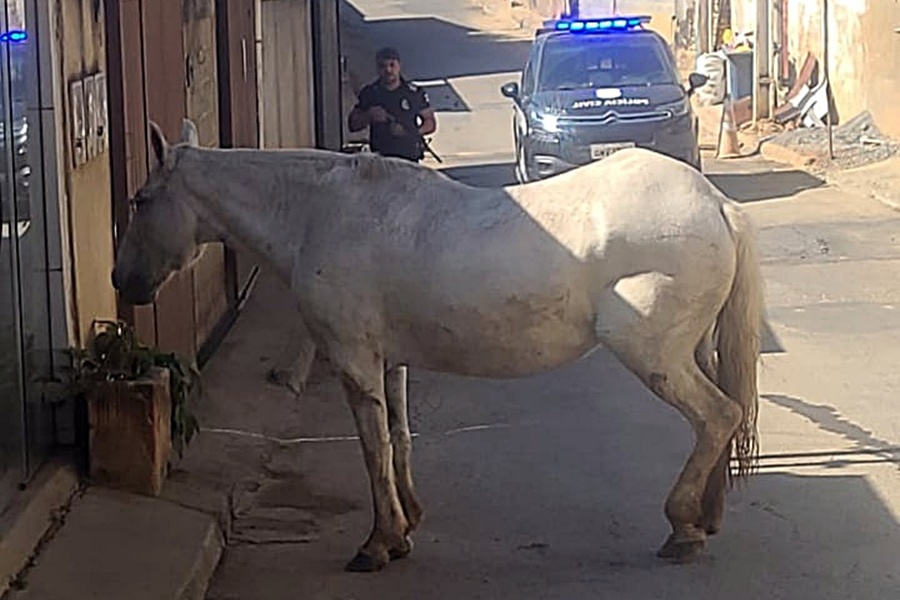 Suspeito é preso por furto de animais de raça em Além Paraíba