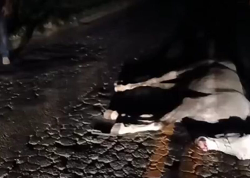 Cavalo solto na pista provoca acidente com van na BR-267 em Maripá de Minas