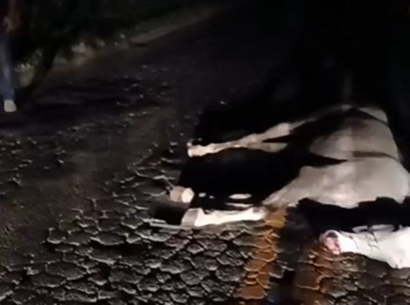 Cavalo solto na pista provoca acidente com van na BR-267 em Maripá de Minas