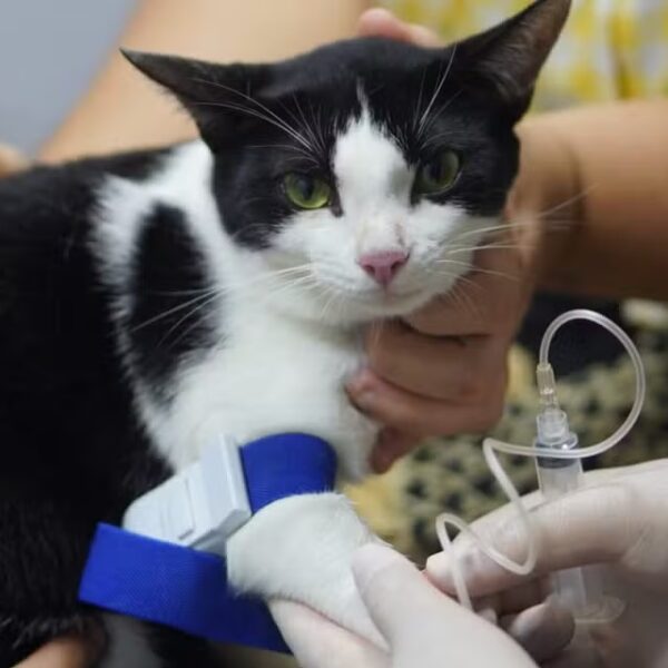 Castramóvel abre vagas para cirurgias de cães e gatos em Leopoldina