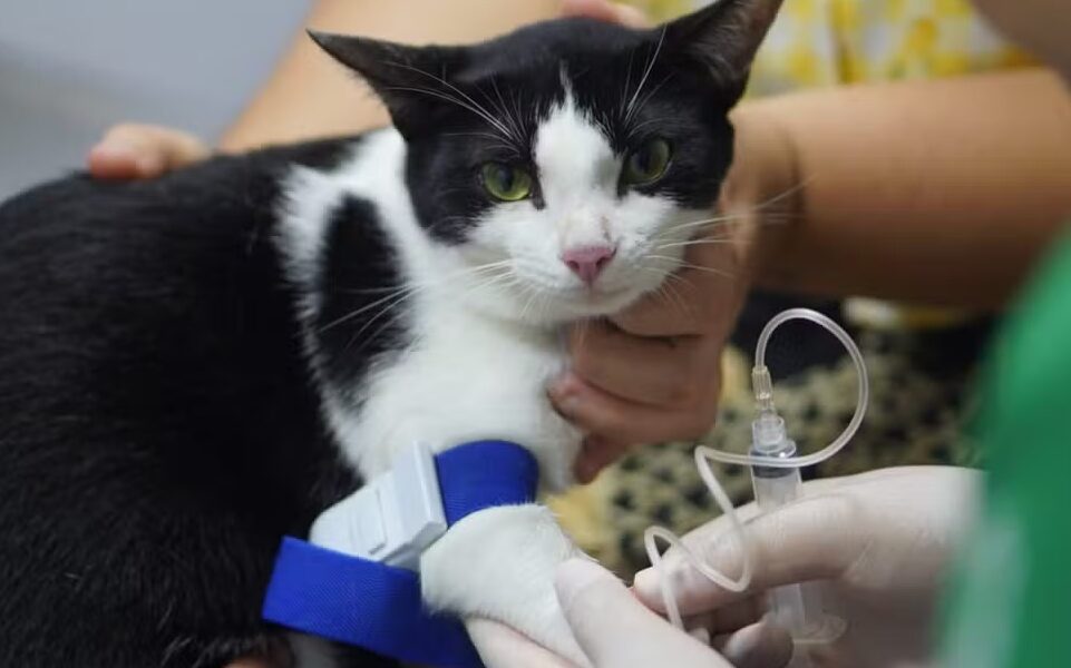 Castramóvel abre vagas para cirurgias de cães e gatos em Leopoldina