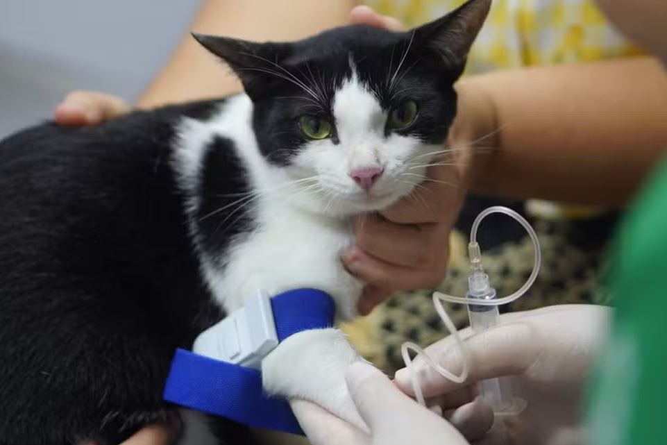 Castramóvel abre vagas para cirurgias de cães e gatos em Leopoldina