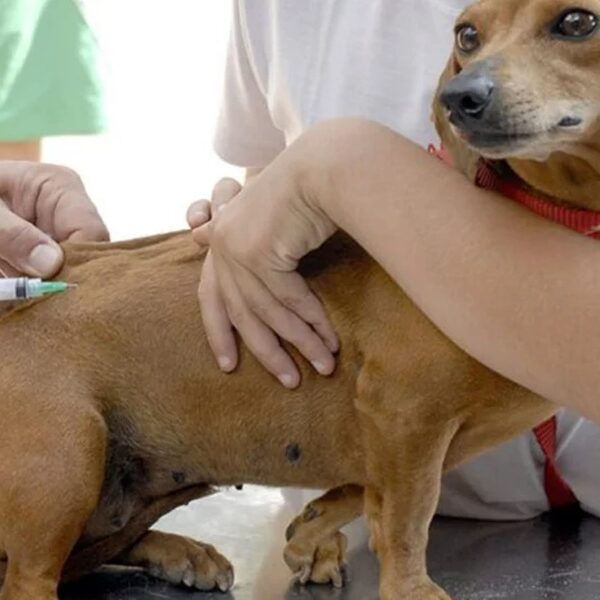 Confira o calendário de vacinação da Campanha Antirrábica em Leopoldina