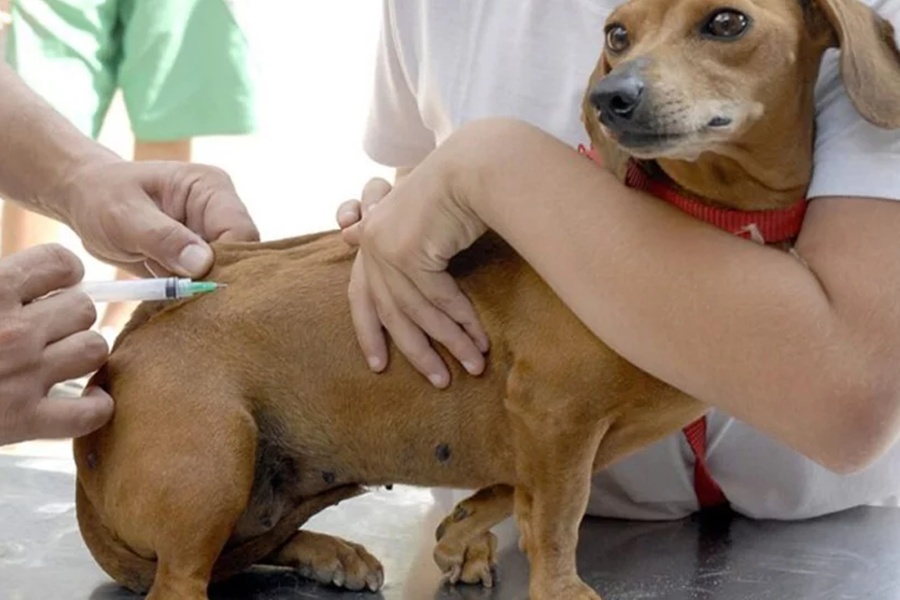 Confira o calendário de vacinação da Campanha Antirrábica em Leopoldina