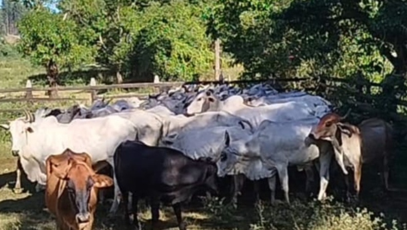 Polícia Civil prende suspeitos por lavagem de dinheiro e tráfico de drogas em Ubá