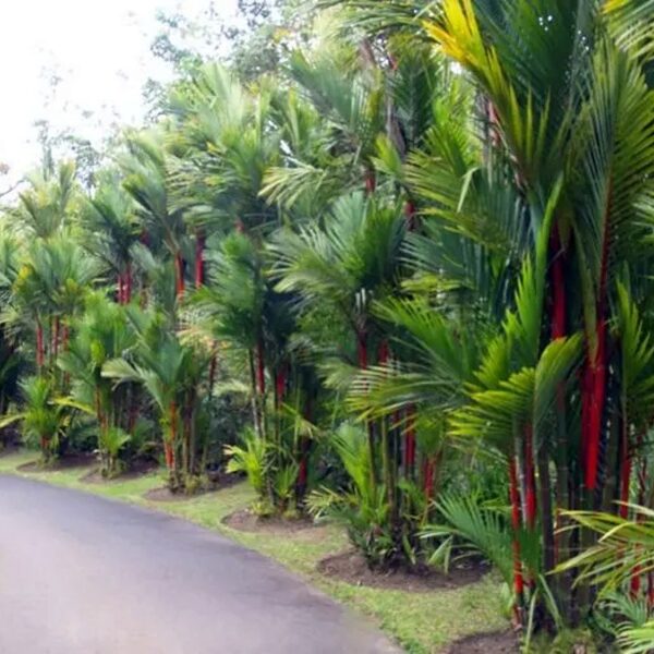 Servidores negam ter sido nomeados gestores em contratos investigados pela CPI das Palmeiras em Leopoldina