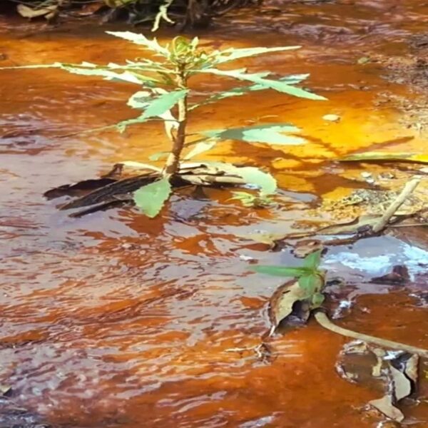 Trabalho de recuperação de nascentes em Leopoldina beneficia produtores rurais da microbacia do Pirapetinga