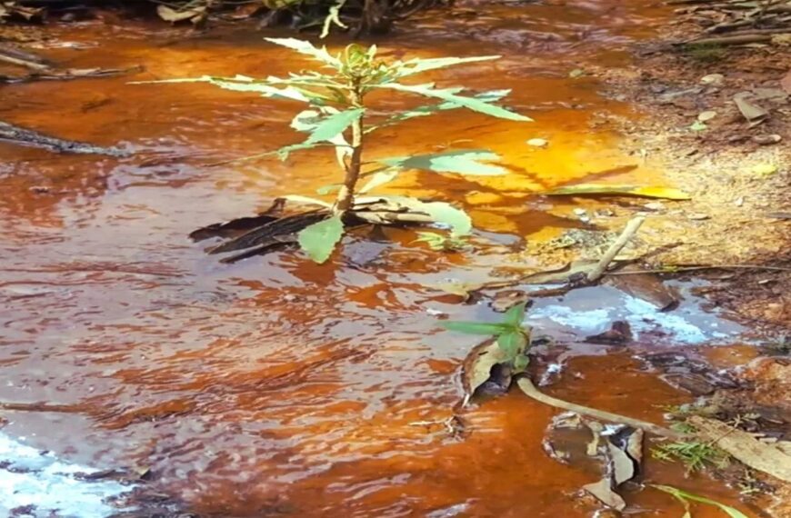 Trabalho de recuperação de nascentes em Leopoldina beneficia produtores rurais da microbacia do Pirapetinga