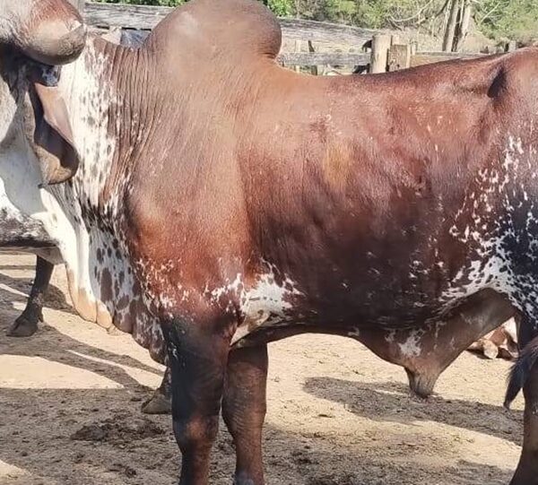 Polícia Civil identifica suspeitos e recupera gado furtado em Muriaé