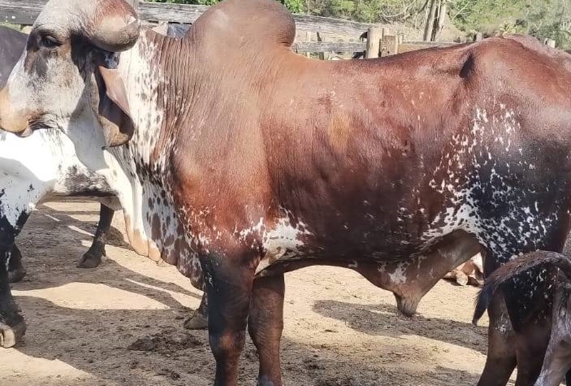 Polícia Civil identifica suspeitos e recupera gado furtado em Muriaé