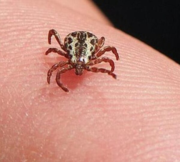 Minas já soma seis mortes e 35 casos de febre maculosa em 2025