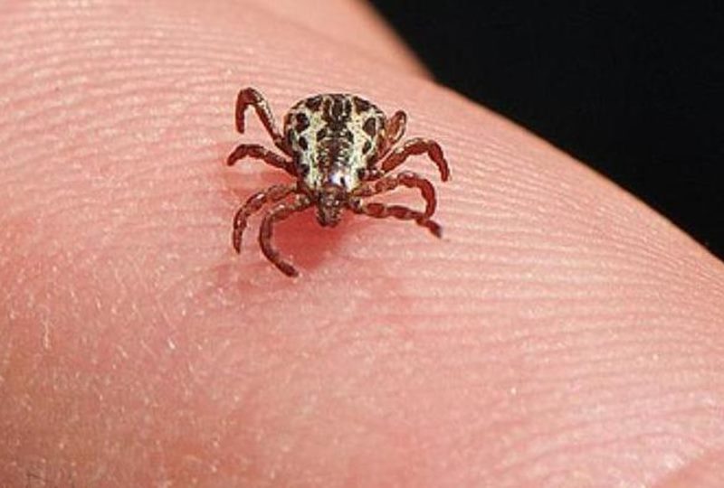 Minas já soma seis mortes e 35 casos de febre maculosa em 2025