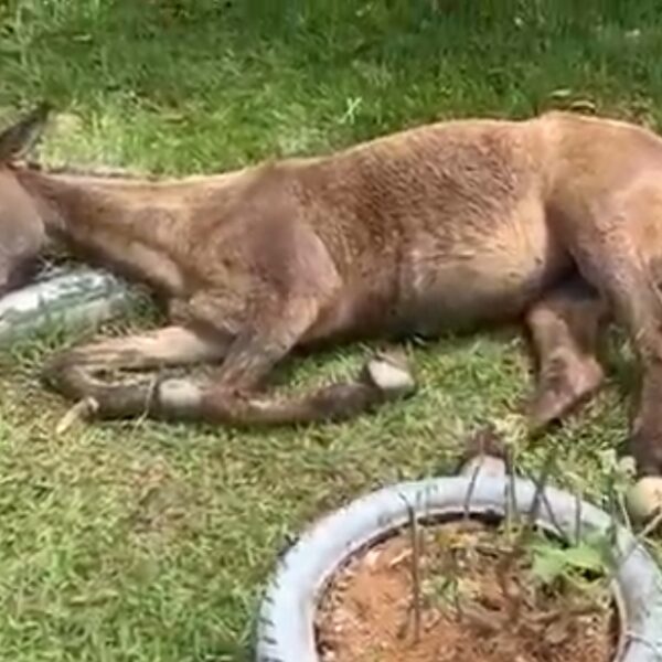 Mula em situação de maus tratos é resgatada no Bandeirantes em Leopoldina