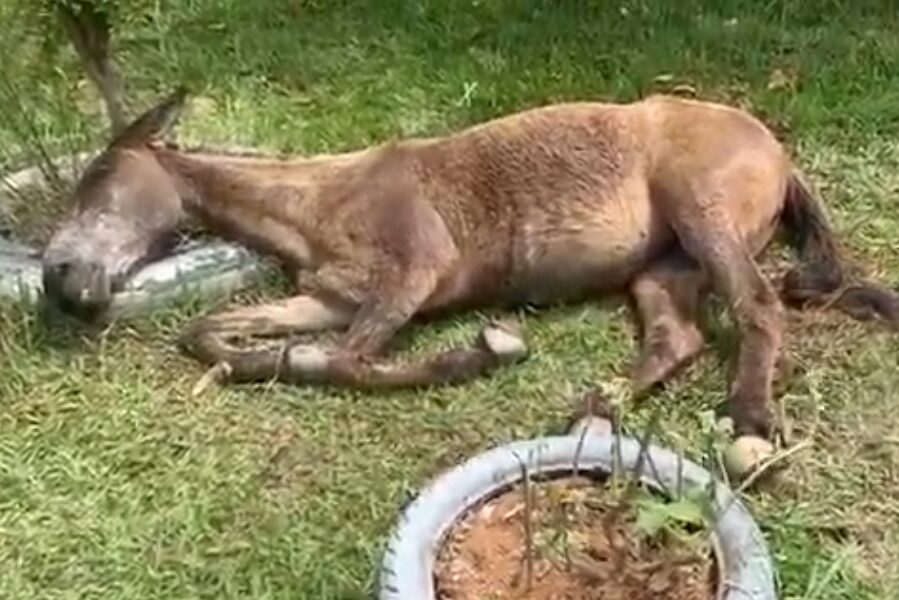 Mula em situação de maus tratos é resgatada no Bandeirantes em Leopoldina