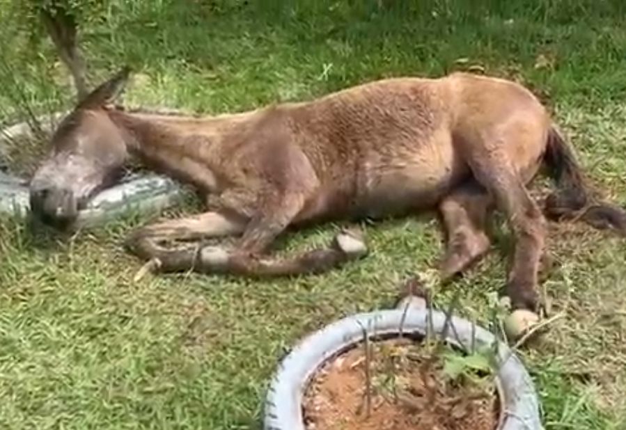 Mula em situação de maus tratos é resgatada no Bandeirantes em Leopoldina