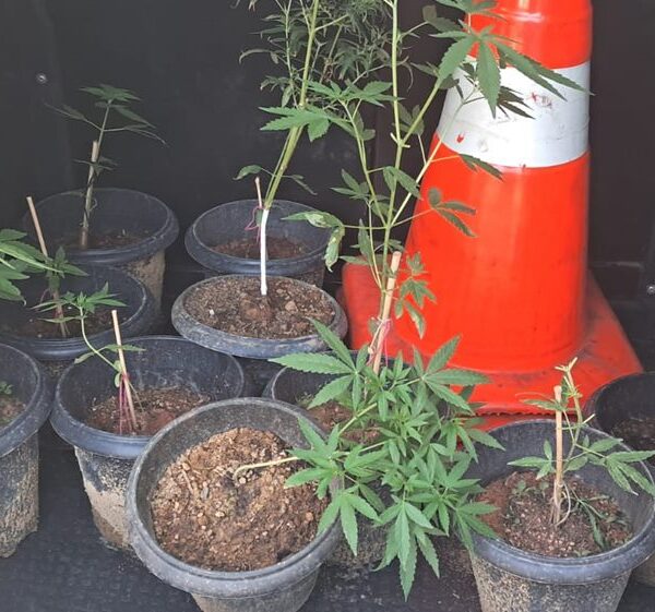 Jovem é preso por cultivar pés de maconha no quintal de casa em Santana de Cataguases