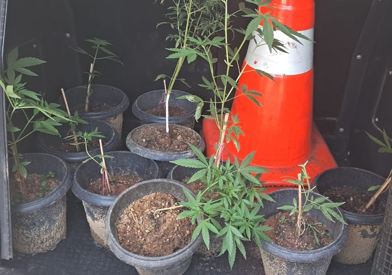 Jovem é preso por cultivar pés de maconha no quintal de casa em Santana de Cataguases