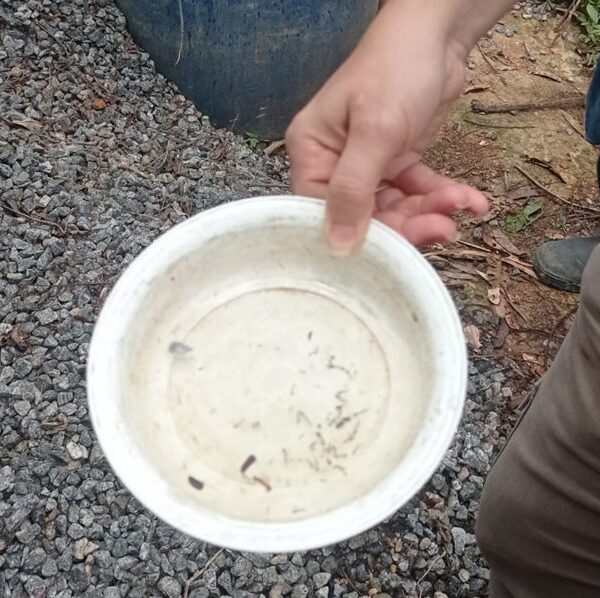 Levantamento aponta alerta de médio risco para o Aedes aegypti em Leopoldina