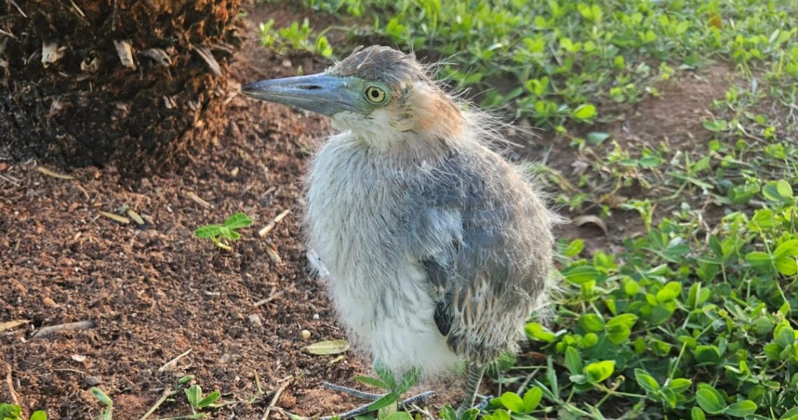 Bombeiros resgatam filhote de garça encontrado na Praça Félix Martins, em Leopoldina
