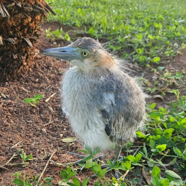 Bombeiros resgatam filhote de garça encontrado na Praça Félix Martins, em Leopoldina