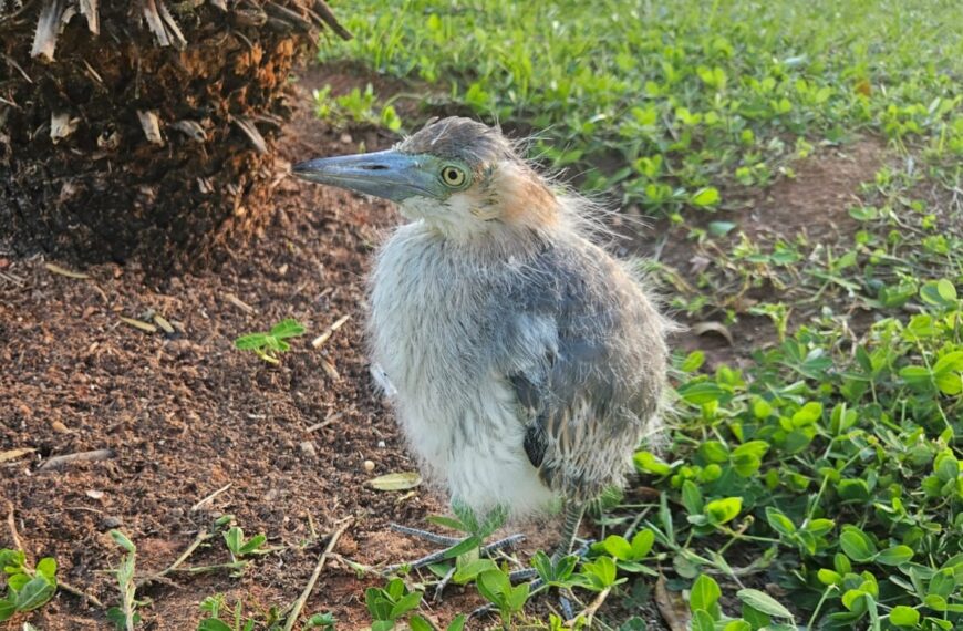Bombeiros resgatam filhote de garça encontrado na Praça Félix Martins, em Leopoldina