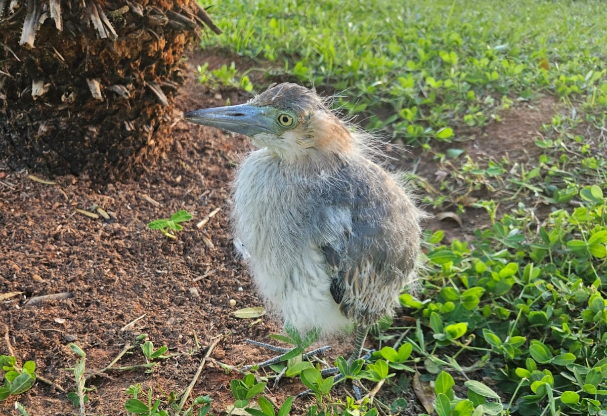 Bombeiros resgatam filhote de garça encontrado na Praça Félix Martins, em Leopoldina