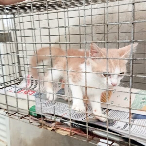 GCM resgata gato vítima de maus-tratos em imóvel fechado no bairro Imperador em Leopoldina