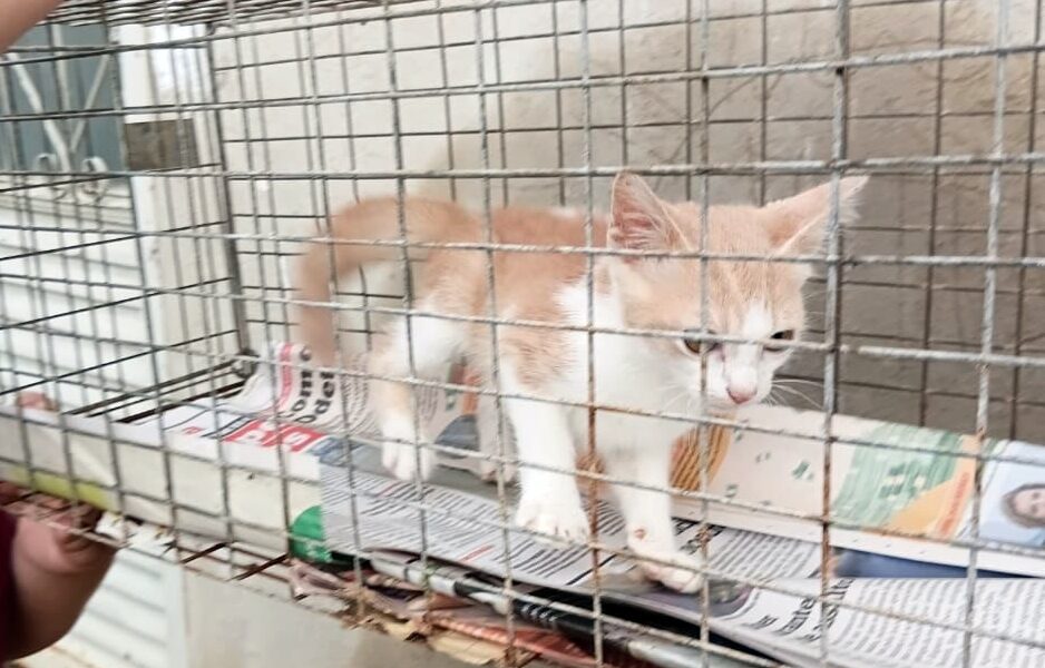 GCM resgata gato vítima de maus-tratos em imóvel fechado no bairro Imperador em Leopoldina