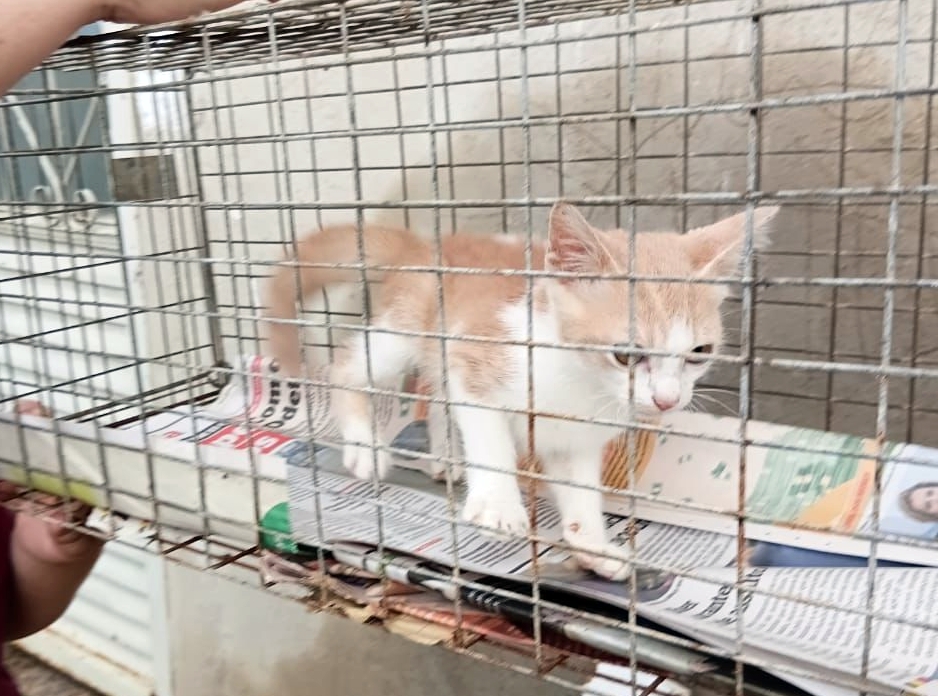 GCM resgata gato vítima de maus-tratos em imóvel fechado no bairro Imperador em Leopoldina