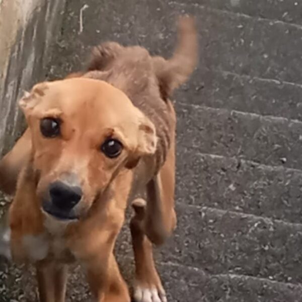 Cachorro abandonado e em situação de maus-tratos é resgatado em Leopoldina