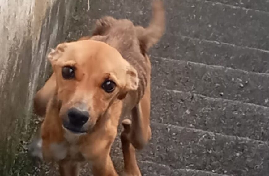 Cachorro abandonado e em situação de maus-tratos é resgatado em Leopoldina