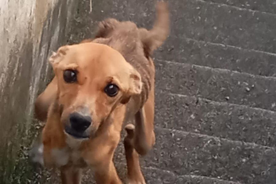 Cachorro abandonado e em situação de maus-tratos é resgatado em Leopoldina