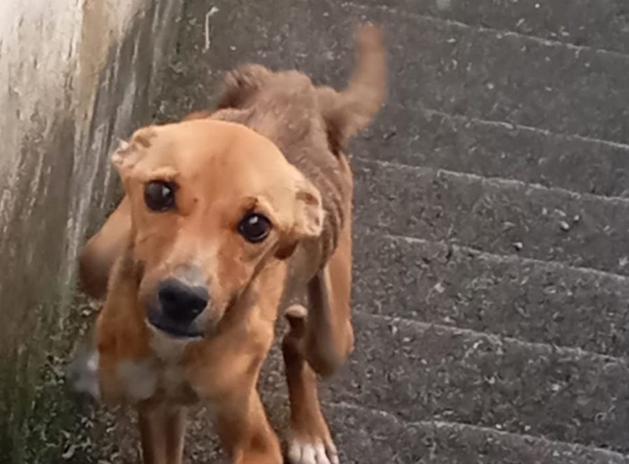 Cachorro abandonado e em situação de maus-tratos é resgatado em Leopoldina