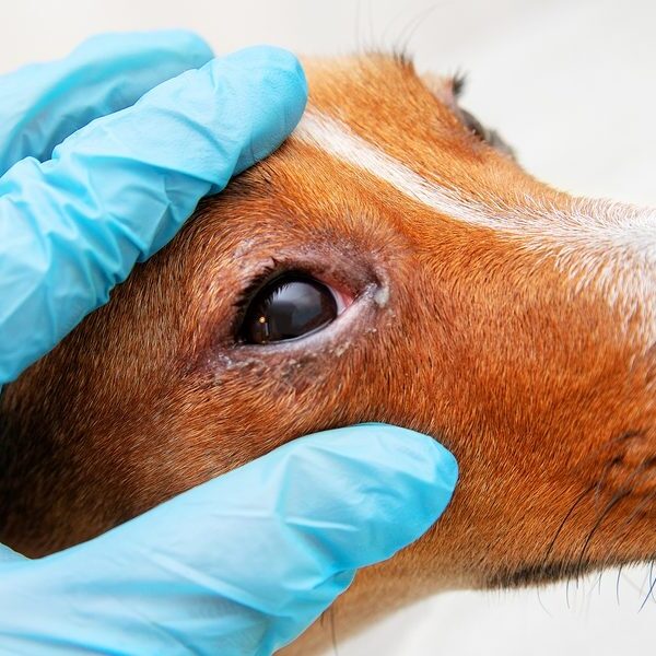 Prefeitura de Cataguases e Faculdade Sudamérica vão vacinar cães contra cinomose