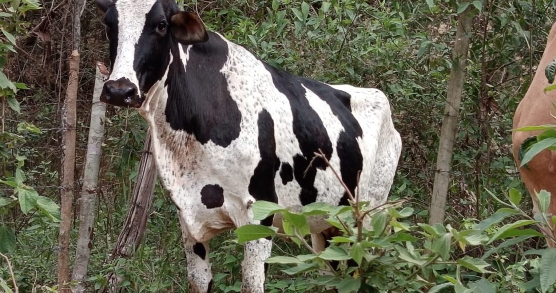 Operação contra furto de gado apreende cerca de 180 animais e 700 munições na região