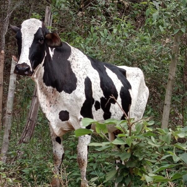 Operação contra furto de gado apreende cerca de 180 animais e 700 munições na região