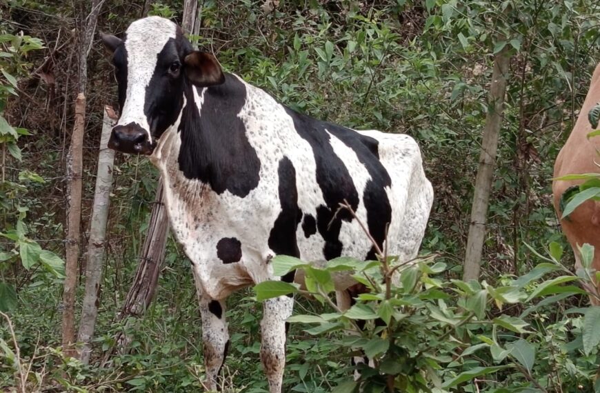 Operação contra furto de gado apreende cerca de 180 animais e 700 munições na região