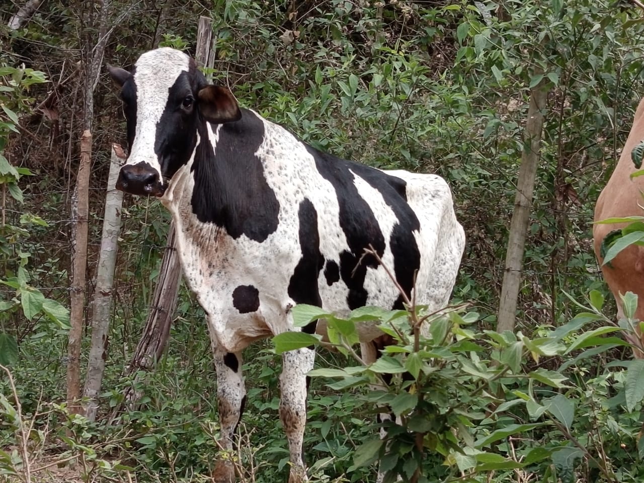 Operação contra furto de gado apreende cerca de 180 animais e 700 munições na região