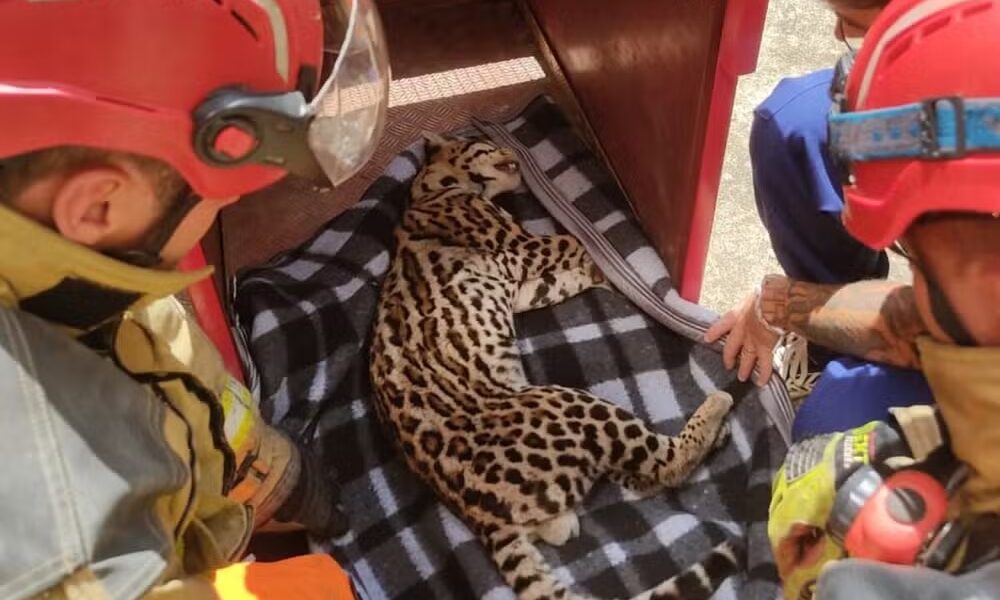 Jaguatirica é capturada dentro de residência em Muriaé