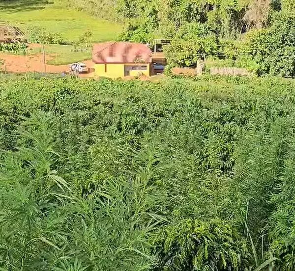 Plantação de maconha escondida em cafezal é descoberta na zona rural de Fervedouro