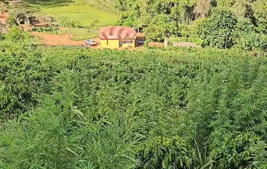 Plantação de maconha escondida em cafezal é descoberta na zona rural de Fervedouro